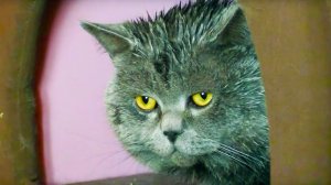ОЧЕНЬ СТРАННЫЙ КОТ
