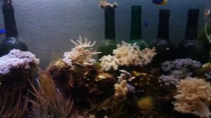 Простой морской аквариум