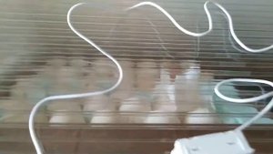 Пушкинские пестрые. Питерский генофонд.