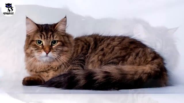 Сибирская кошка как выглядит