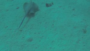 Опасные обитатели красного моря. Скат хвостокол
