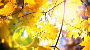 Разноцветная осень, осенние фото зарисовки...