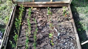 #черенкование# флоксы# гортензии#