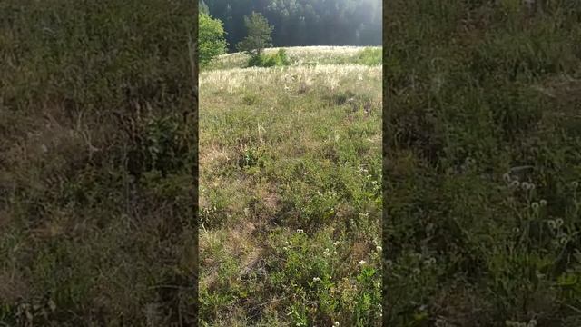 Чабрец на Урале.