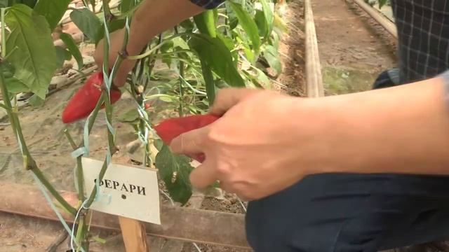 Перцы ФЕРАРИ и ПОЛО ПЛЮС (03-04-2018) смотреть онлайн