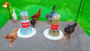 Кормушка и поилка для цыплят из 2 и 5 л бутылок