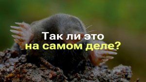 КРОТЫ ПОЛНОСТЬЮ СЛЕПЫЕ I КРОТЫ НИЧЕГО НЕ ВИДЯТ I РАЗБОР СТЕРЕОТИПА О КРОТАХ