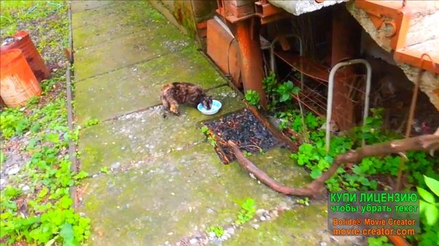 РЕМОНТ ТРИММЕРА НЕ УДАЛСЯ КОРМЛЮ КОТОВ ПОЛИВАЮ САД САЖАЮ ПЕРЕЦ И ЧЕСНОК смотреть онлайн