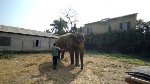 RedNepal #11 Слоны и другие животные национального парка Читван