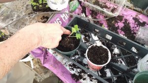 Transplanting Seedlings Out Of Flats And How Are The Seedlings Growing