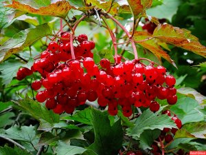 Не грусти, калина, над водою!