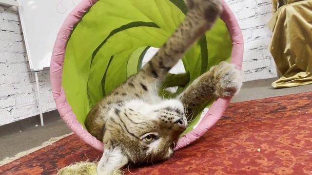 Рысь Марс крупным планом