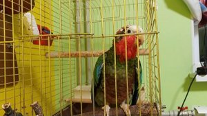 Кубинский амазон говорит с хозяйкой