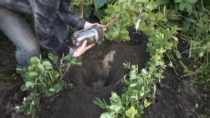 Посадка Воздушной Отводки. Виноград Кристалл. Кузбасс. Сибирь.