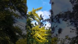 Цветет мимоза - акация серебристая