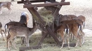 Парк Лога в Каменске-Шахтинском