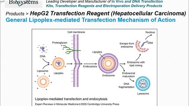 Altogen Biosystems HepG2 Transfection Reagent смотреть онлайн