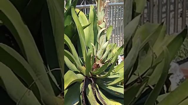 Giant Aloe Vera Flowers