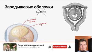 4.6. Зародышевые оболочки | Цитология к ЕГЭ | Георгий Мишуровский
