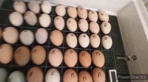 Инкубатор "Несушка". Сколько он вывел цыплят в очередной раз? ?