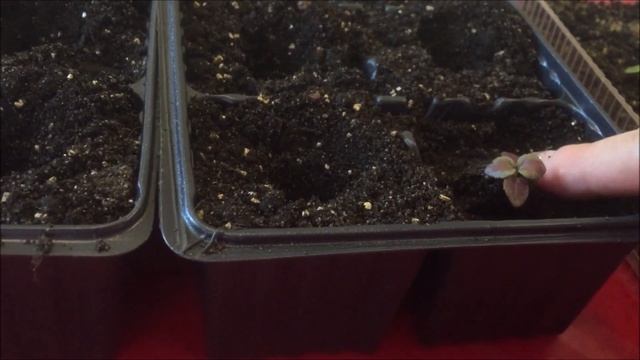 Пикировка колеуса. Правила пикировки. смотреть онлайн