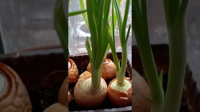 СОЧНЫЙ ЗЕЛЕНЫЙ ЛУК НА ПОДОКОННИКЕ. ВЫРАЩИВАЙТЕ ЛЕГКО!
