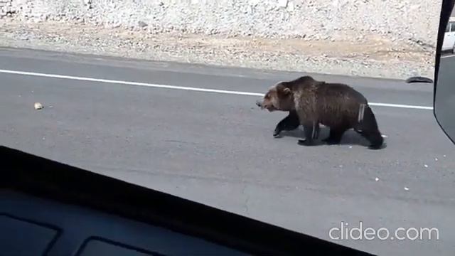 Медведица на трассе в Тындинском районе 10.07.2021 смотреть онлайн