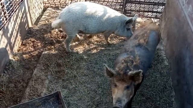 Отзыв о свиньях породы Венгерская Мангалица!