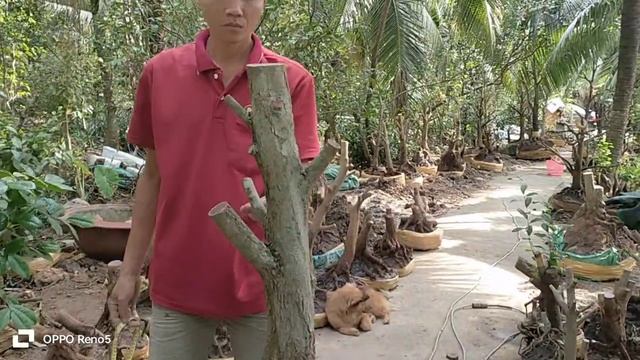 phôi mai tứ quý giá rẻ ngày 20/1 liên hệ sđt 0336425620 lợi смотреть онлайн