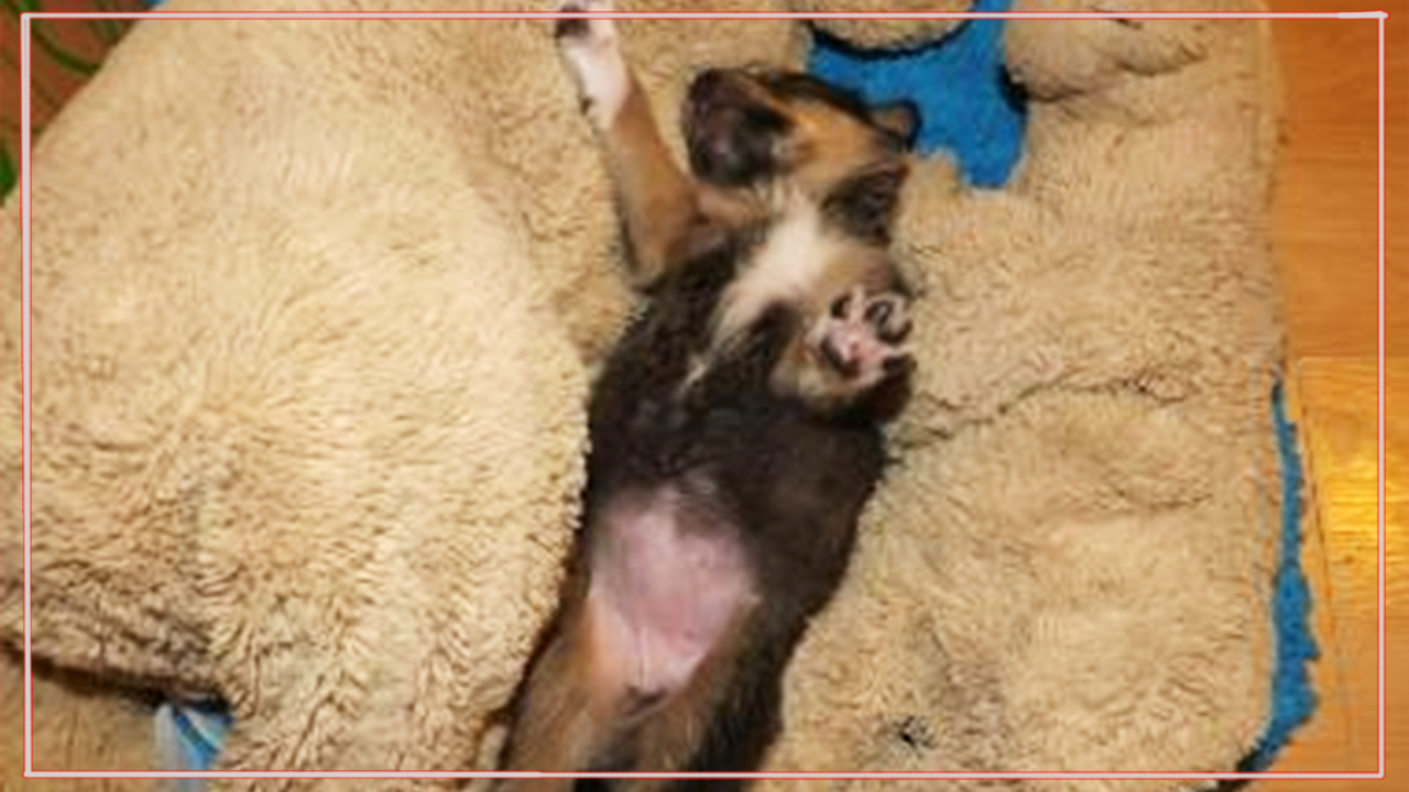 “Буду за него бороться!” – думала девушка, спасая слабого щенка, найденного на помойке смотреть онлайн