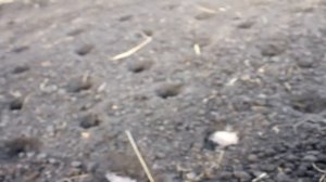 посадка чеснока под зиму весь процесc от А до Я