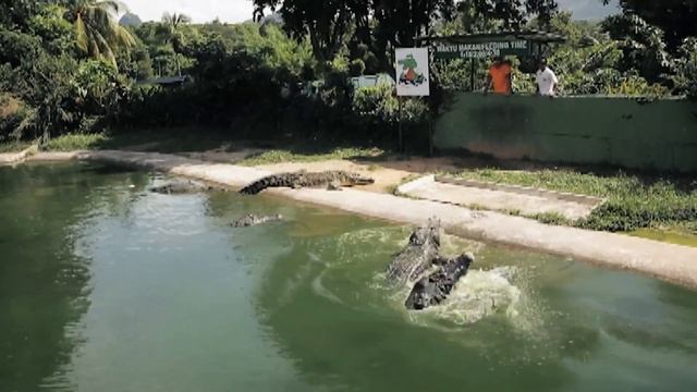 «Про животных и людей», Малайзия, крокодилы смотреть онлайн