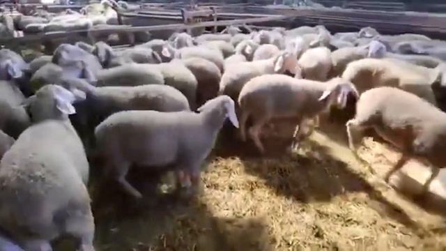 Овцы Мериноланд в России! Разведение овец, как бизнес! Где купить овец в России и СНГ? Овцеводство смотреть онлайн