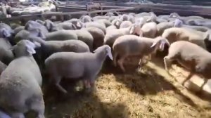 Овцы Мериноланд в России! Разведение овец, как бизнес! Где купить овец в России и СНГ? Овцеводство