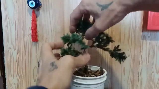 Бонсай из можжевельника формировка Juniper Bonsai Formation