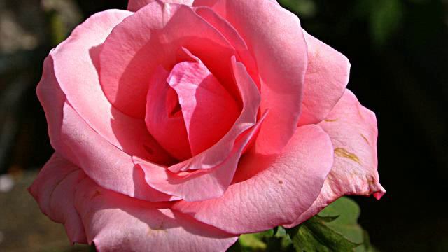 Лучшие русские песни на свете в отличном качестве смотреть онлайн