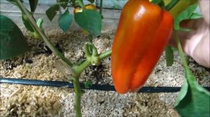 Супер крупноплодные перцы!  Обзор.  Часть 3.