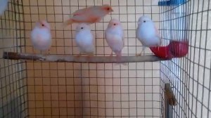 Канарейки Мозаика самки