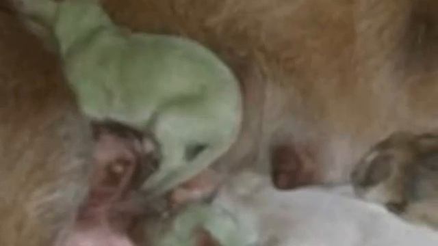 Green puppies born to a dog from Spain Зеленые щенки родились у собаки из Испании смотреть онлайн