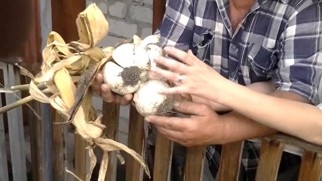 Чеснок "Бычьи яйца" от селекционера Полякова В.И. смотреть онлайн