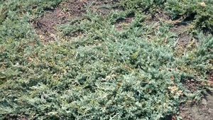 Можжевельник горизонтальный "Wiltonii" | Plante.md