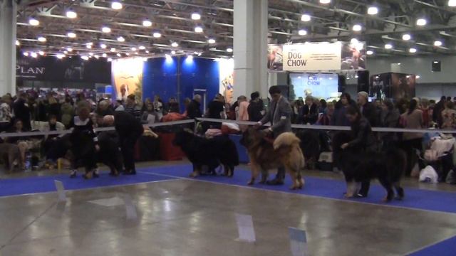 Golden colar 2013 /золотой ошейник 2013 тибетские мастифы смотреть онлайн