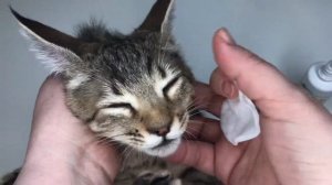 Чем протирать глаза котенку, когда закисают?