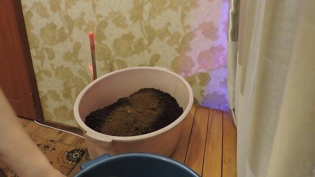 ПЕТУНИЯ ВЗОШЛА | НОВЫЙ ГРУНТ | ВОТ ВАМ И ФИТОЛАМПА