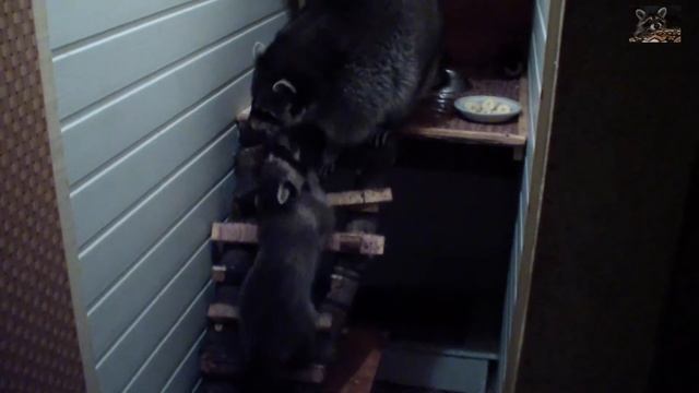 щенок Кокси мешает спускаться еноту Семёну смотреть онлайн