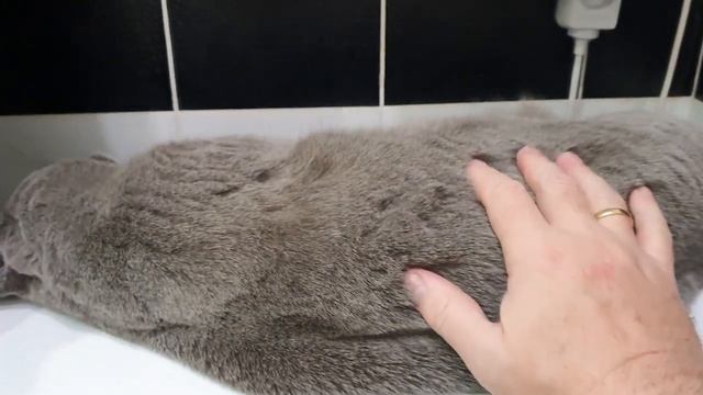 Сон второе имя Пушка. смотреть онлайн