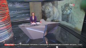В зоопарке Новосибирска родились сразу 12 котят манула / События на ТВЦ