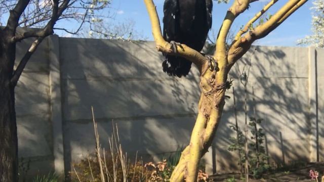 «Домашний питомец!» Ворон Карлуша! Знакомство с вороном! смотреть онлайн