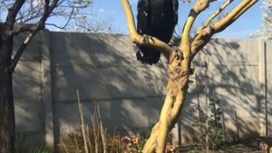 «Домашний питомец!» Ворон Карлуша! Знакомство с вороном!