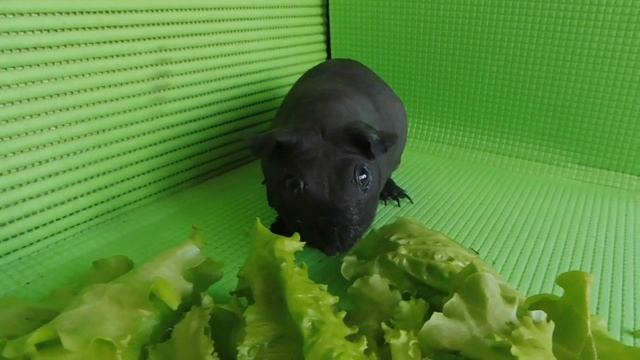 ПРОДАЮ СКИННИ - СВИНКА МОРСКАЯ БЕЗ ШЕРСТИ #СКИННИСВИНКАПРОДАМ смотреть онлайн